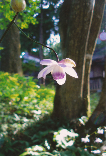 mtmitake015001.jpg