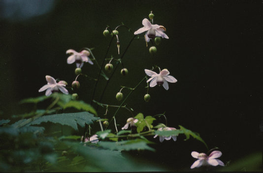 mtmitake018001.jpg