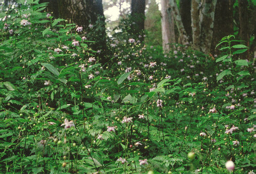 mtmitake021001.jpg