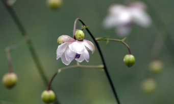 mtmitake026014.jpg