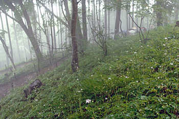 mtmitake027001.jpg