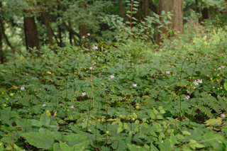 mtmitake027002.jpg