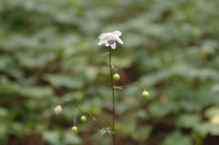 mtmitake027005.jpg