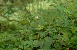 mtmitake027008.jpg