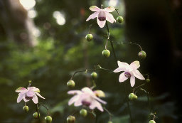 mtmitake031002.jpg