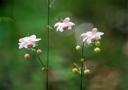 mtmitake031006.jpg