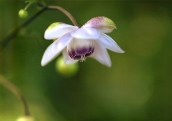 mtmitake031009.jpg