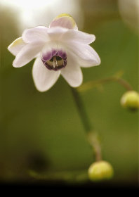 mtmitake031010.jpg