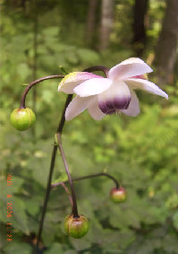 mtmitake031011.jpg