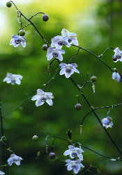 mtmitake032004.jpg