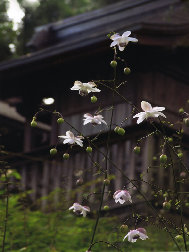 mtmitake032006.jpg