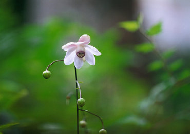 mtmitake033007.jpg