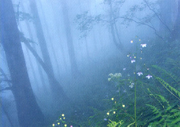 mtmitake033008.jpg