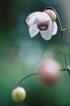 mtmitake034004.jpg