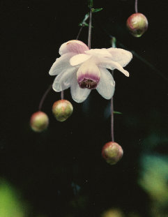 mtmitake034008.jpg