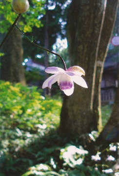 mtmitake034009.jpg